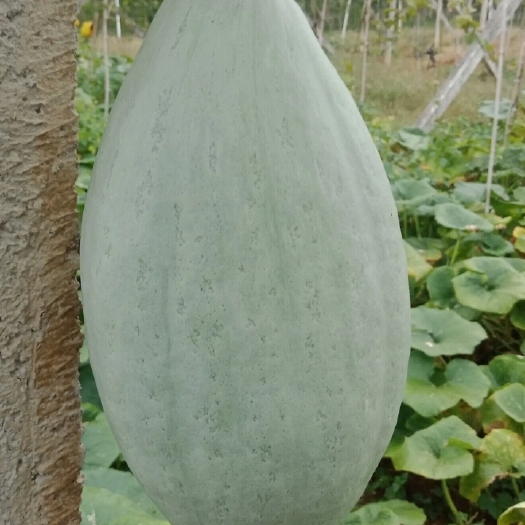 夏邑县贵族X2贵族南瓜种子，桔红肉，肉质细腻香甜可口，