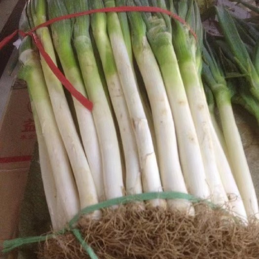 泸定县大葱，量大品质没得说