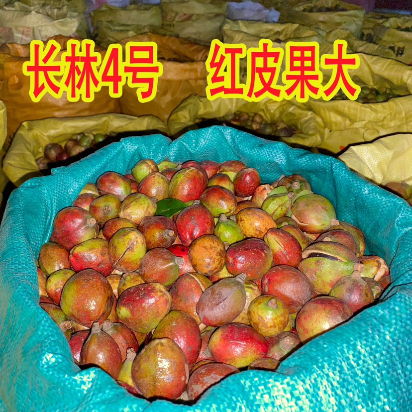 油茶树苗  裸根苗   基地直销   1棵也是批发价！
