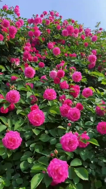 红花蔷薇  蔷薇花苗藤本月季大花浓香爬藤植物庭院阳台花卉玫瑰