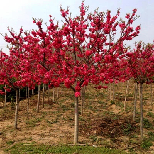 长沙碧桃树苗紫叶碧桃花别墅庭院大型风景树景观树红叶碧桃紫叶桃树苗