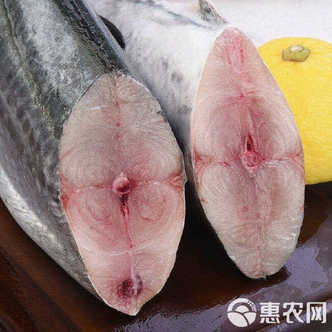 鲅鱼新鲜海鱼鲜活海鱼冷冻海鲜水产深海燕鲅青岛大鲅鱼马鲛鱼