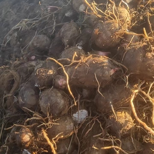 罗平县老品种毛芋头