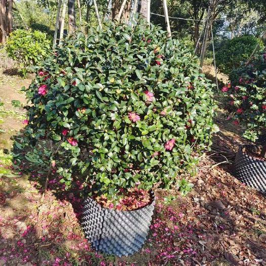 漳州茶梅大红花茶梅福建茶梅种植基地大量现货批发地苗假植苗全国批发