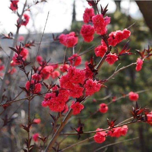 长沙紫叶桃红叶桃红叶碧桃紫叶碧桃桃花树苗庭院观赏行道风景树绿化苗