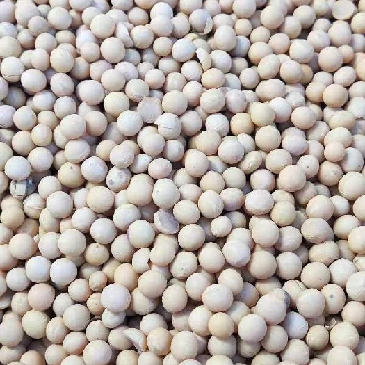 常州俄罗斯大豆，
