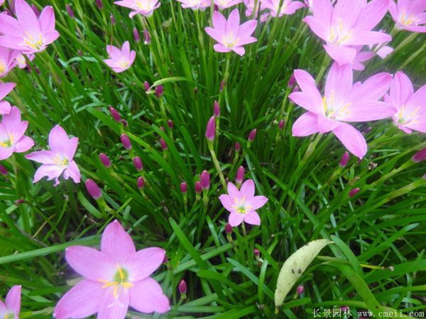 长沙葱兰花苗风雨兰韭菜兰葱莲苗庭院阳台盆栽花卉绿植四季长青绿化苗