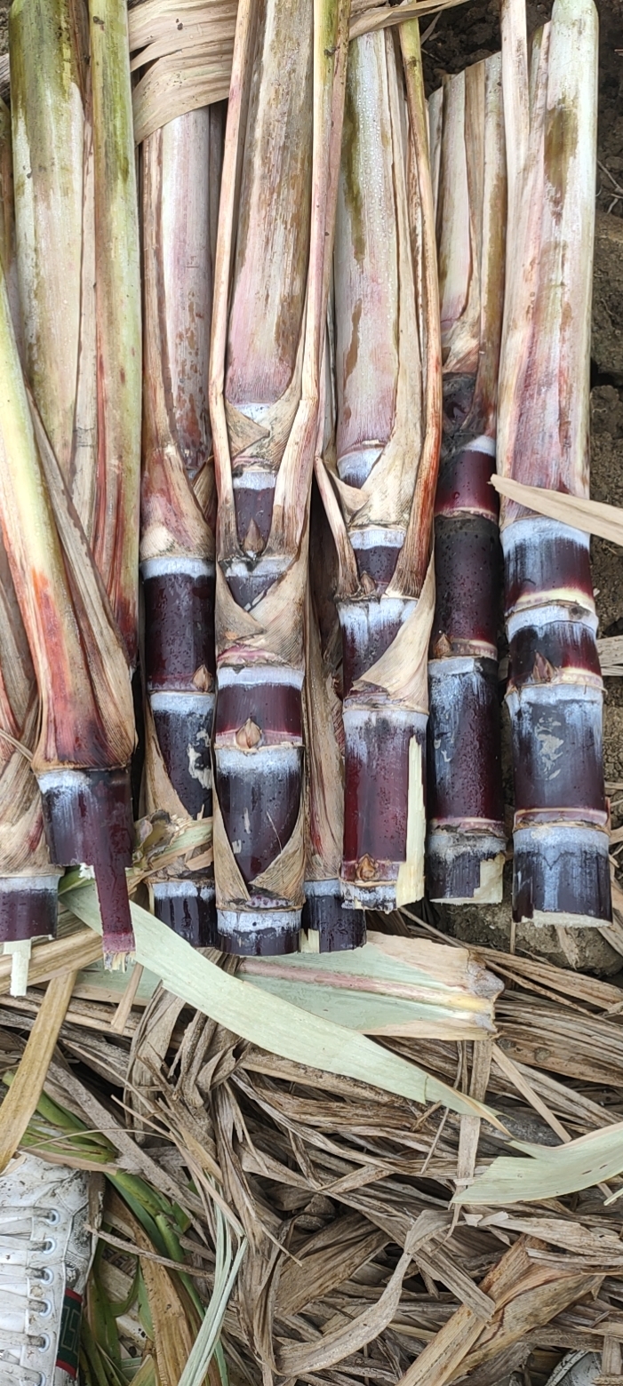 柳州甘蔗种子  甘蔗种苗 出售黑皮甘蔗种，黄皮甘蔗种，大灰种，脱