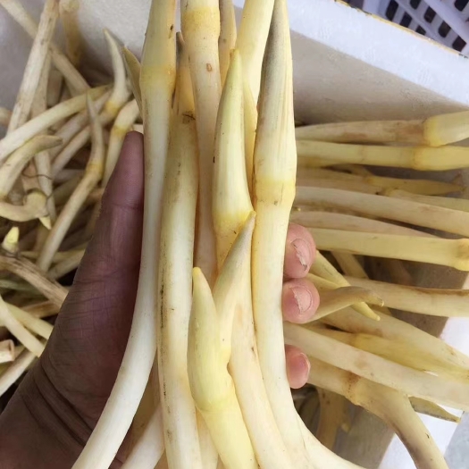 南县自产鲜食藕尖藕带