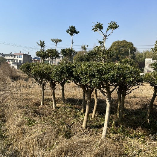 鄱阳县枸骨树