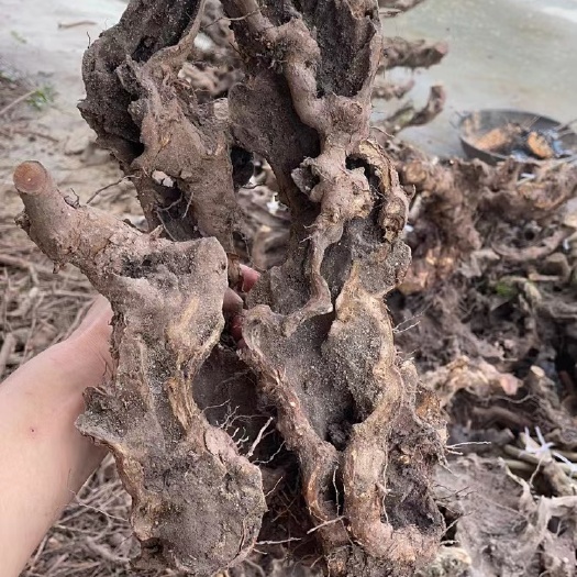 南部县黄荆盆景素材批发，舍利漏空，源头货源