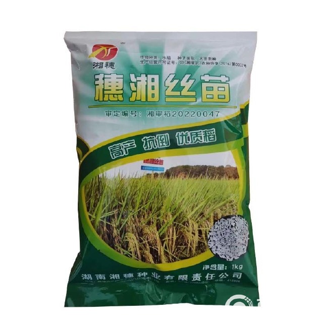 优质谷种 常规丝苗稻谷种子 穗湘丝苗 原种长粒稻谷2斤