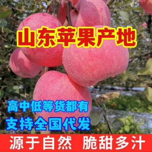 推荐 沂蒙山区新红星苹果产地批发 货源充足，质量保证 新红星