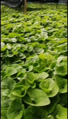 清原县细辛苗