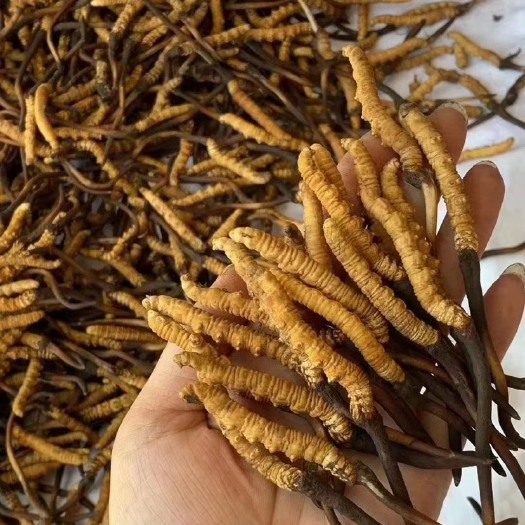 泸定县冬虫夏草，海拔四千才有的