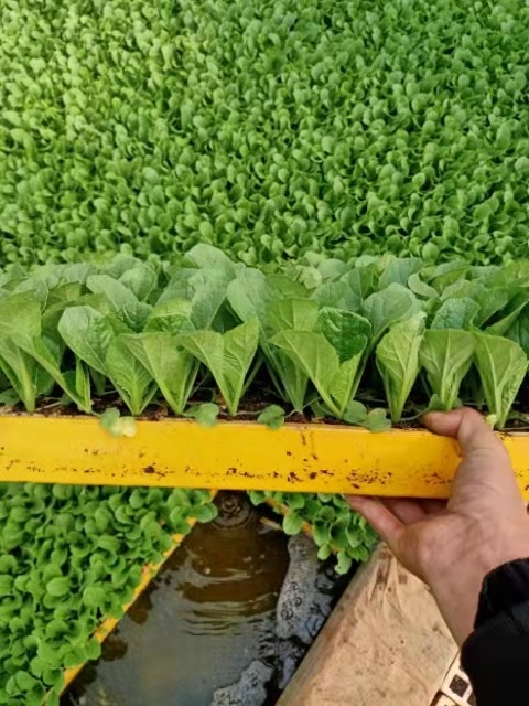 通海县蔬菜苗，白菜苗