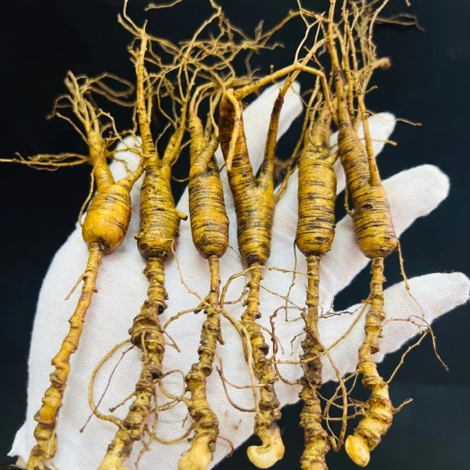 高年头新鲜林下参籽货 超长芦头