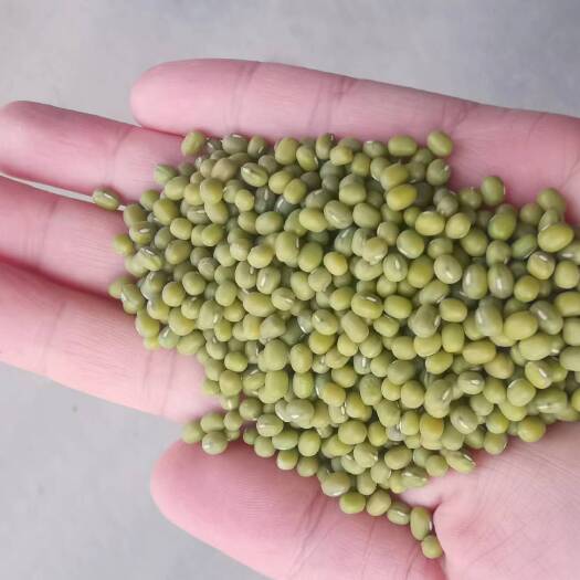 赤峰绿豆芽豆