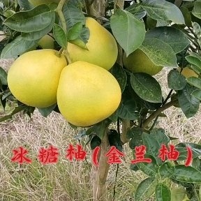 冰糖柚苗  果味甜如冰糖又叫金兰柚，自家果园育苗现挖包邮