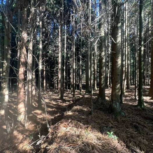 重庆市南川1300米海拔露营基地出zu