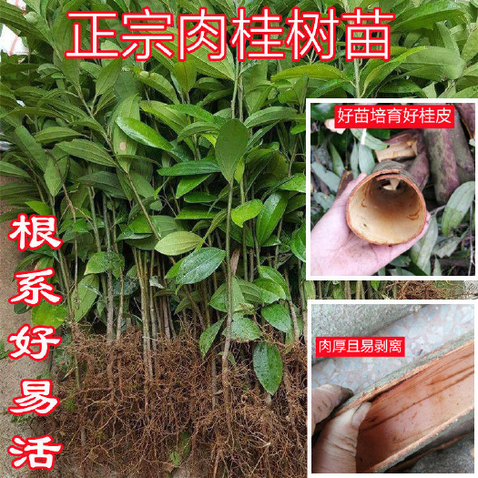 德庆县产地玉桂苗一年苗