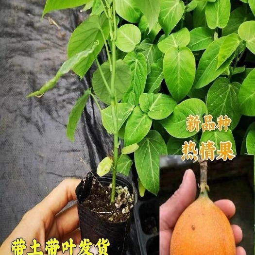灵山县哥伦比亚热情果苗，大量有现货，批发价格4块一颗3000颗