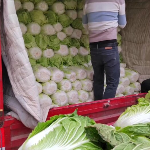 渭南精品大白菜