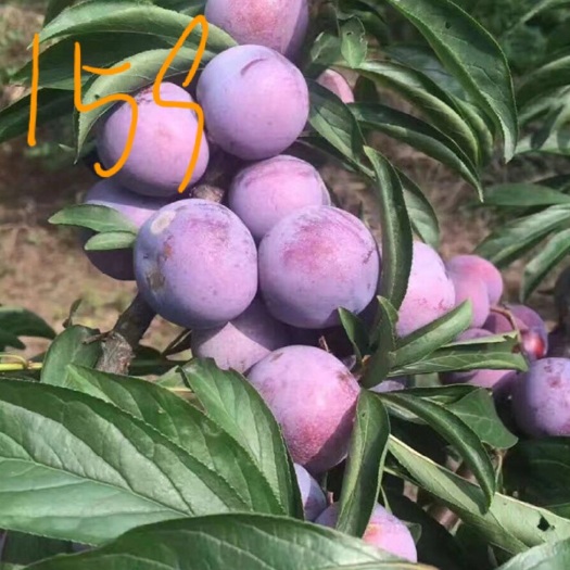 资阳五月脆