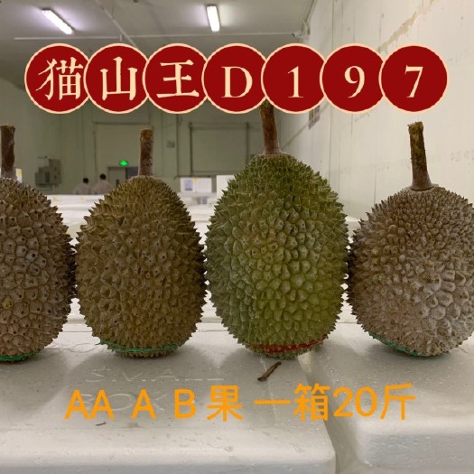 广州【广州出货】马来西亚猫山王D197 AA果 保五房