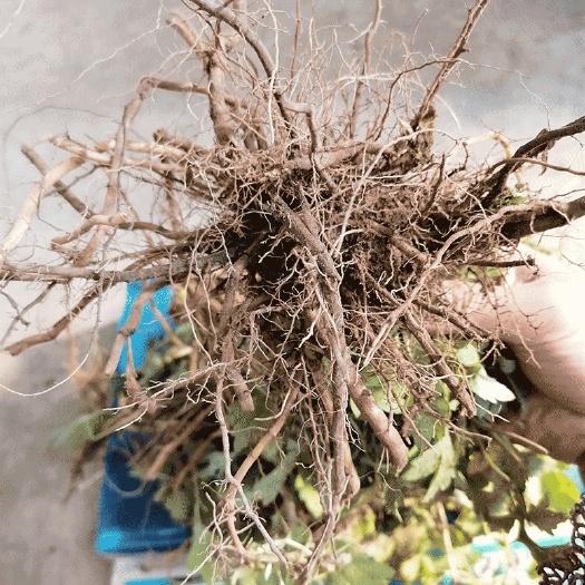 唐河县河南南阳蕲艾叶中药材产地直发天然草本植物艾草叶