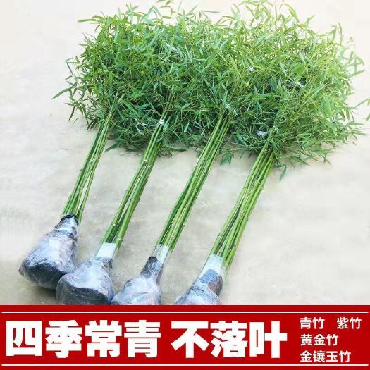 沭阳县竹子苗北方耐寒庭院绿化景观竹苗植物四季常青紫竹罗盆栽竹子树苗