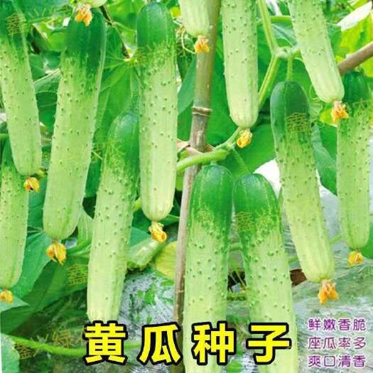 成都水果黄瓜种子口口香脆小黄瓜种籽旱黄瓜阳台盆栽四季蔬菜种孑籽