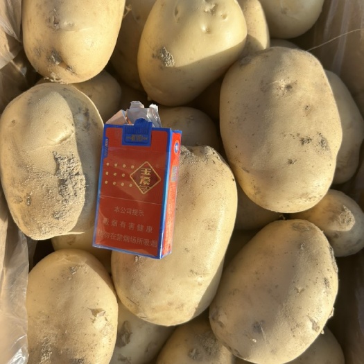 盈江县新土豆丽薯6号大量上市