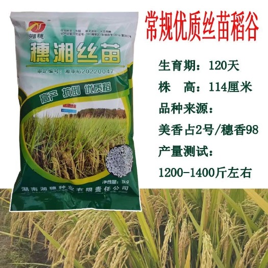 常德优质谷种 常规丝苗稻谷种子 穗湘丝苗 原种长粒稻谷2斤