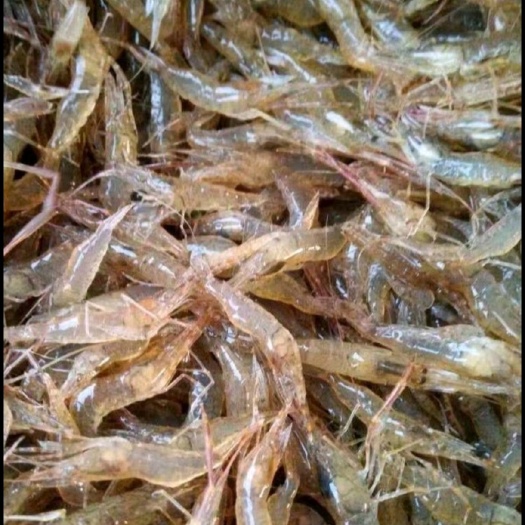 青虾虾苗塘里现网