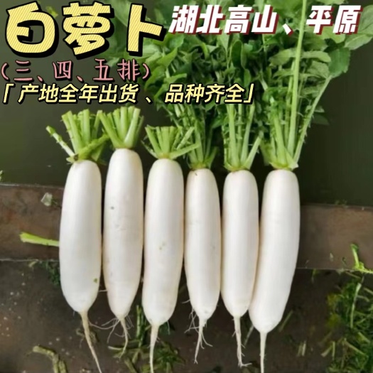 枝江市白萝卜供货(湖北平原产区)条形好圆头圆尾无青头无虫眼三四五排