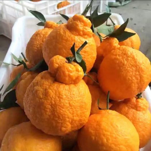 不知火柑橘