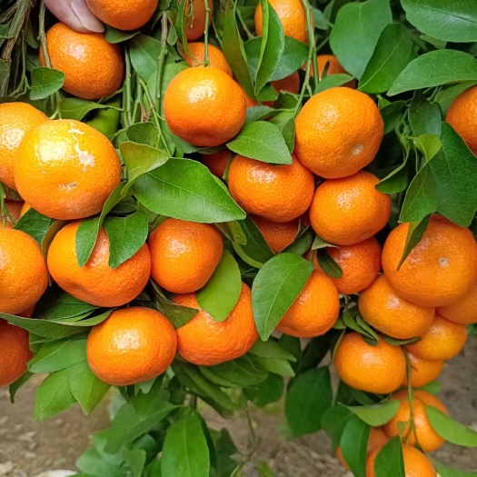 荔浦市广西荔浦砂糖橘