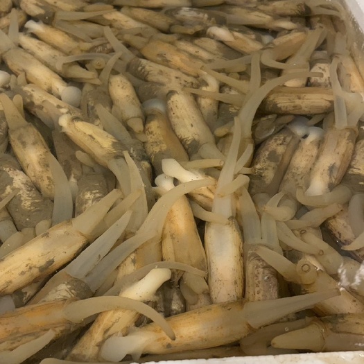 广州海蛏