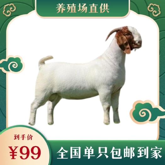 济南波尔山羊品种纯规格齐全全国发货两只包邮
