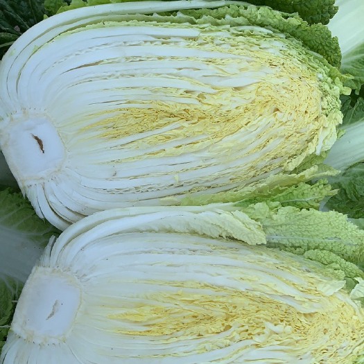 福建大白菜