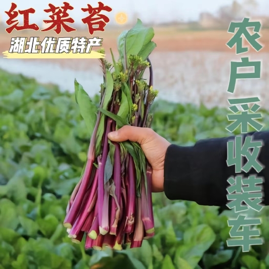 湖北红菜苔(早熟、晚熟)产地大量供应