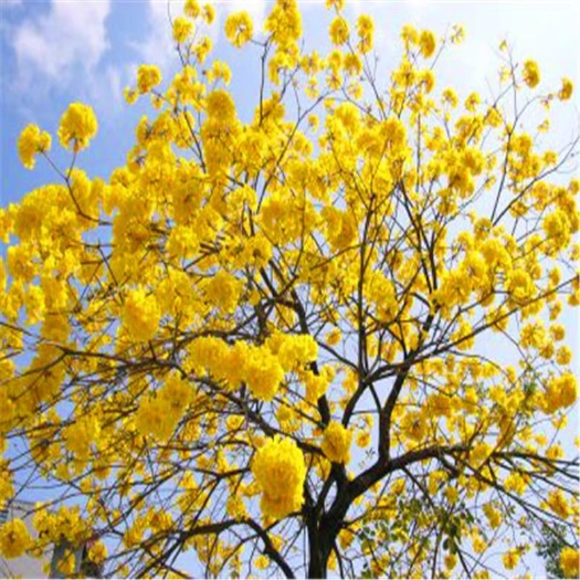 长沙黄花风铃木树苗庭院风景树黄金风铃木多花红花风铃树苗景观树