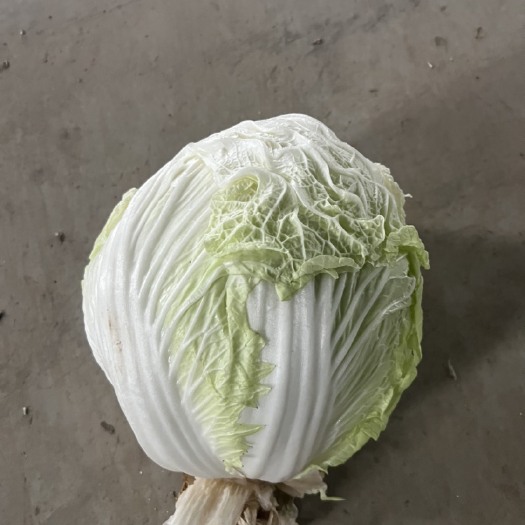 周口低价白菜自己家种的