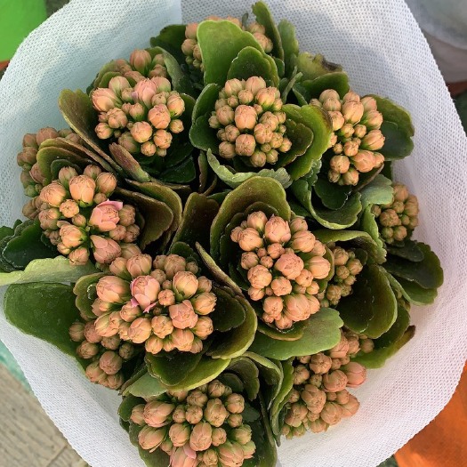 青州市长寿花
