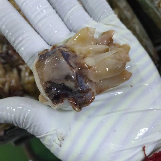 烟台秘鲁大脖