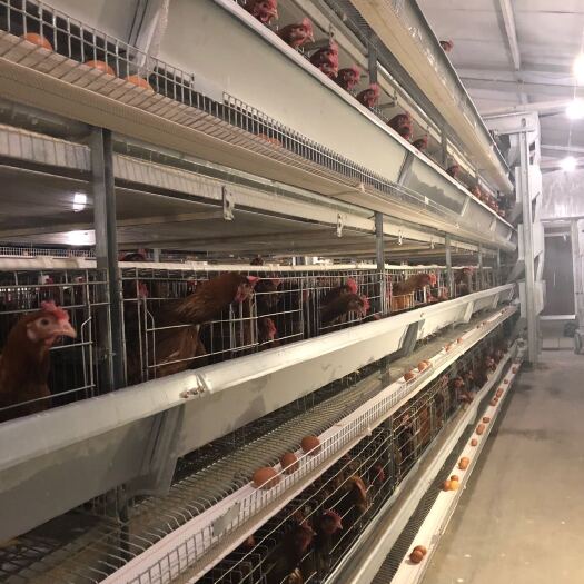 西平县小层叠蛋鸡笼出口外贸全自动立式蛋鸡笼设备