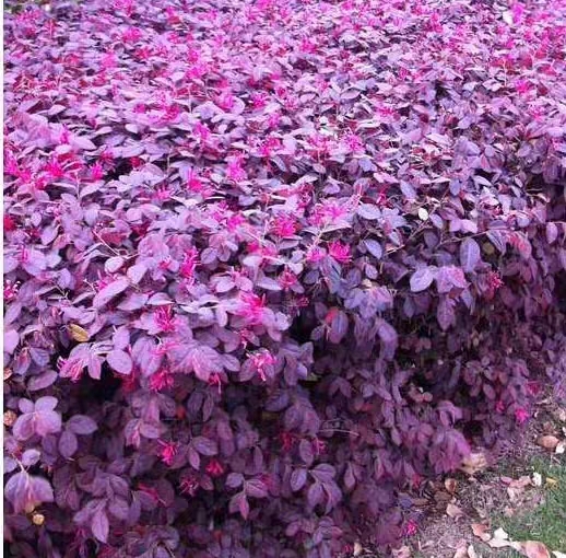 长沙绿化篱笆红花檵木 红叶树围栏红继木苗 紫叶植物红花继木小苗