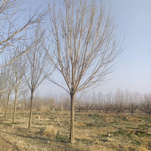砀山县各种规格白蜡，产地直销