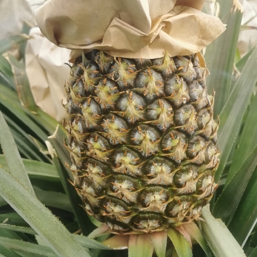 海口海南金砖凤梨